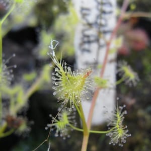 Drosera peltata tuberous sundew carnivorous plant 10 fresh seeds