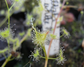 Drosera peltata tuberous sundew carnivorous plant 10 fresh seeds