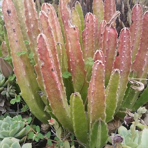 Pode incluir: Um close-up de um grupo de cactos com caules avermelhados e verdes. O cacto tem pequenos pontos brancos nas bordas. A imagem também mostra várias suculentas verdes e outras plantas.