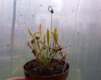 Drosera anglica 'Hawaii' Mikinalo drosera tropical 10 semillas