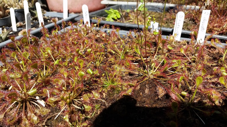 Rare Drosera x obovata one bareroot carnivorous plant hardy image 4