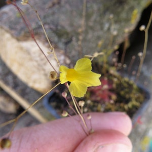 Utricularia subulata living bladderwort carnivorous plant image 4