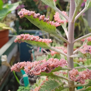 5 mini plantlets from amazing and colourful Kalanchoe 'Pink Butterflies' zdjęcie 4