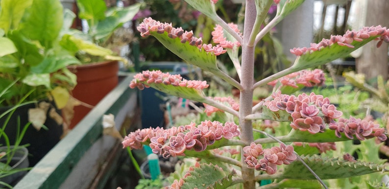 5 mini plantlets from amazing and colourful Kalanchoe 'Pink Butterflies' zdjęcie 4