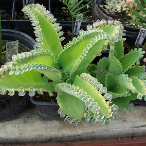 5 young seedlings from Bryophyllum laetivirens viviparous succulent, kalanchoe