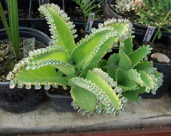 5 plántulas jóvenes de Bryophyllum laetivirens, suculenta vivípara, kalanchoe