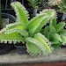 see more listings in the Succulent plants section