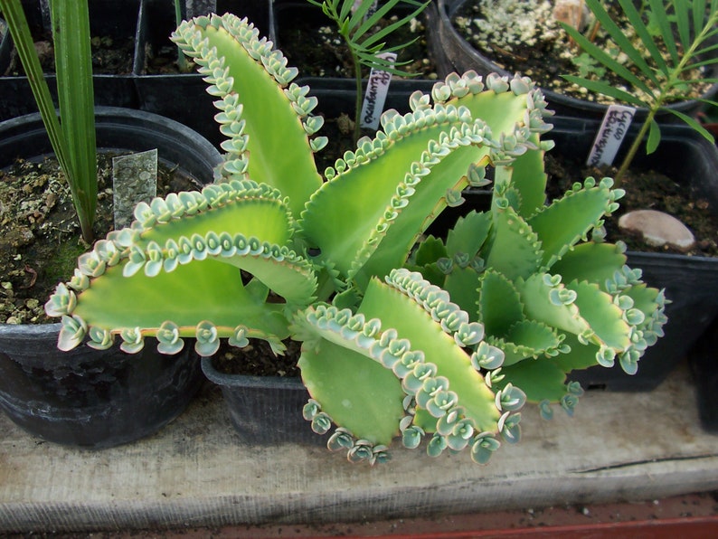 5 plántulas jóvenes de Bryophyllum laetivirens suculentas vivíparas, kalanchoe