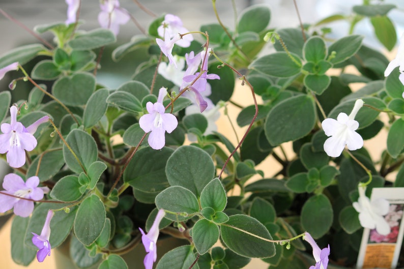 Streptocarpus saxorum santiago 1 rootless cutting, nice house plant image 2