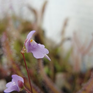 Utricularia tridentata plante carnivore tropicale terrestris