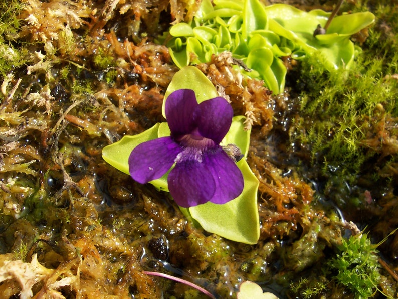 Pinguicula grandiflora hardy carnivorous plant, butterwort image 2