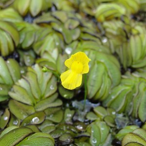 Humped bladderwort Utricularia gibba aquatic carnivorous plant one clump image 3