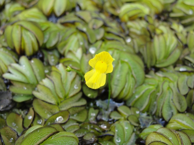 Humped bladderwort Utricularia gibba aquatic carnivorous plant one clump image 3