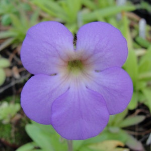 Pinguicula moctezumae x pilosa Fettkraut carnivorous living plant #12