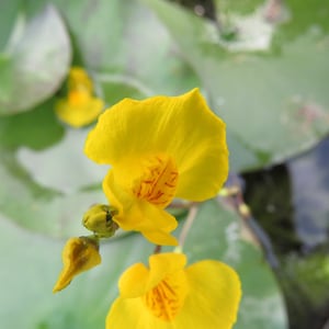Op de afbeelding: Twee gele bloemen met oranje centra bloeien tegen een groene achtergrond. De bloemen zijn scherp, terwijl de achtergrond wazig is.