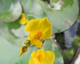 Utricularia australis aquatic bladderwort 2 winter turions- hardy carnivorous plant