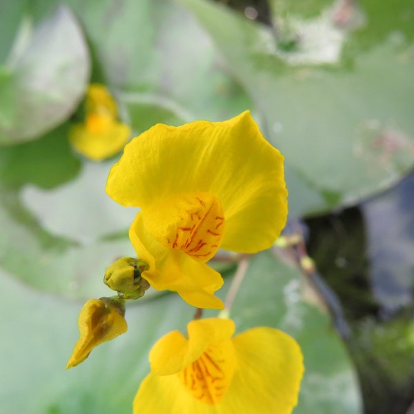 Utricularia australis Wasserblasenkraut 2 Winterturionen- winterliche fleischfressende Pflanze