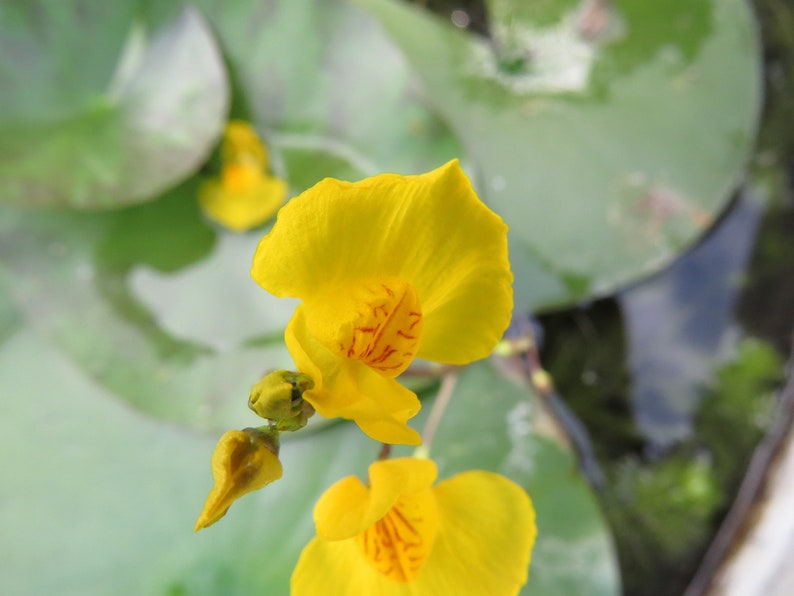 Utricularia australis aquatic bladderwort 2 winter turions hardy carnivorous plant image 1