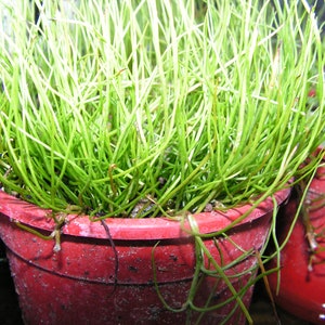 Rare Peppergrass Pilularia globulifera Pillwort one vigorous clump image 1