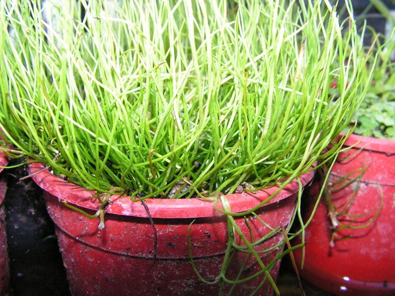 Rare Peppergrass Pilularia globulifera Pillwort one vigorous clump image 1