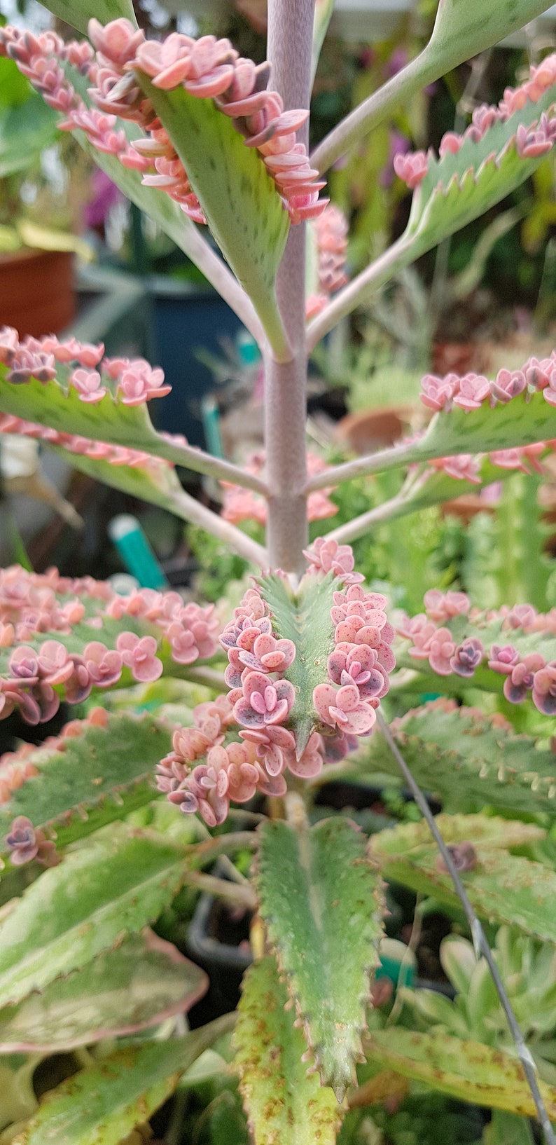 5 mini plantlets from amazing and colourful Kalanchoe 'Pink Butterflies' zdjęcie 3