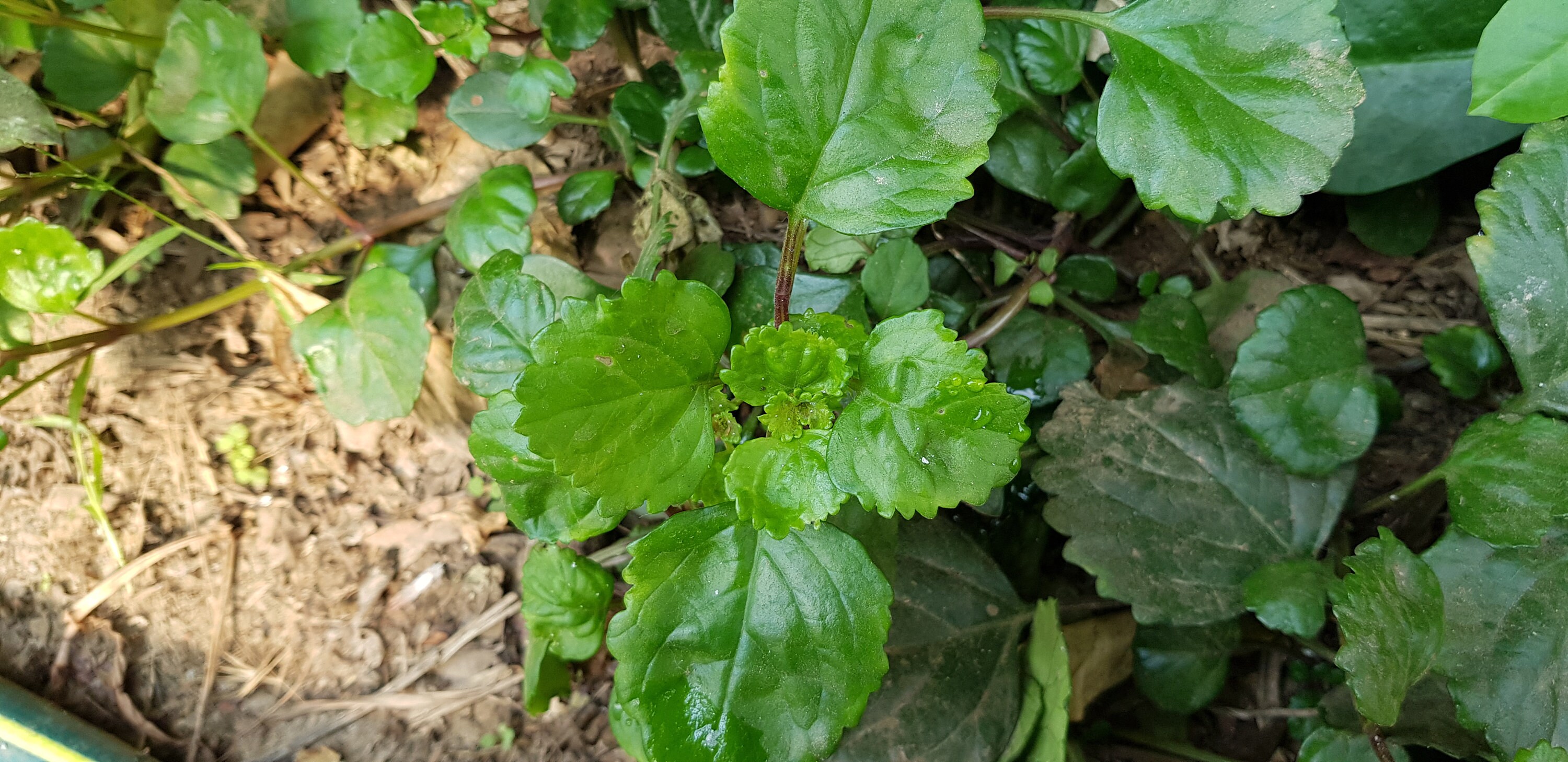 Schwedischer Efeu Plectranthus verticillatus eine wurzelige Zimmerpflanze -  Etsy.de
