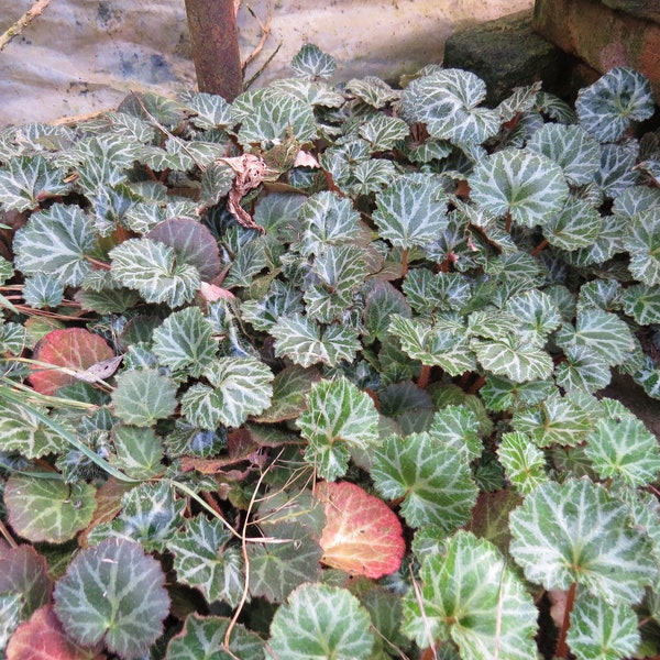 Saxifraga de fresa Saxifraga stolonifera una planta de raíz desnuda