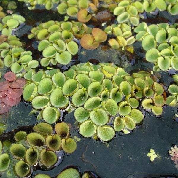 Korallenrote Entenfamilie, lebende Wasserpflanzen