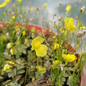 Humped bladderwort Utricularia gibba aquatic carnivorous plant one clump image 7