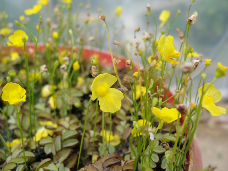 Humped bladderwort Utricularia gibba aquatic carnivorous plant one clump image 7