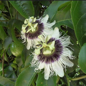 Maracuyá Passiflora edulis un espécimen en maceta imagen 3