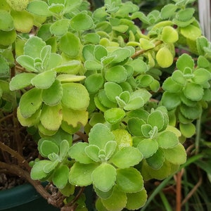 Coladoftande Plectranthus sp två rotlösa sticklingar