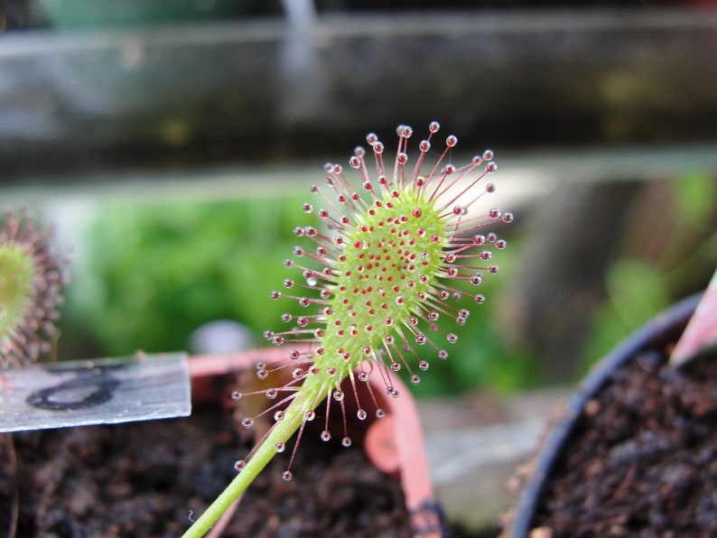 Rare Drosera x obovata one bareroot carnivorous plant hardy image 2