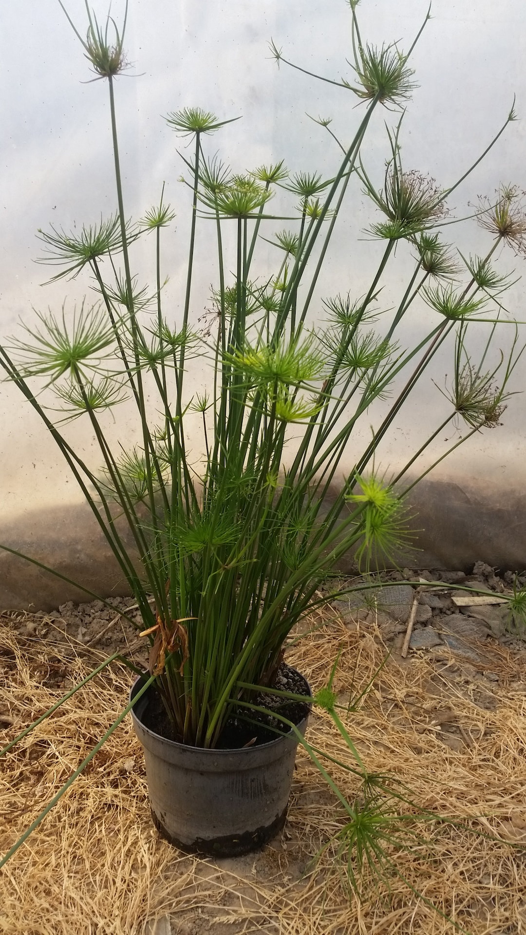 Haspen Papiro enano Cyperus haspan, dos esquejes sin raíces - Etsy España
