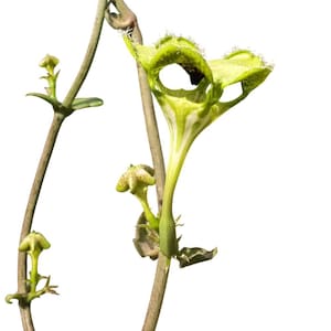 May include: A Ceropegia sandersonii plant featuring a unique parachute-shaped flower with a pale green and white color palette. The flower has a wide, five-lobed opening with fine, hair-like cilia along the edges and a dark green center.