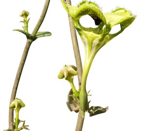 Ceropegia sandersonii Parachute Flower Vine, een wortelloze stek, succulent