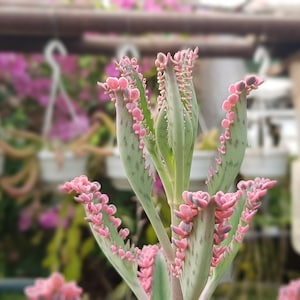 5 mini plantlets from amazing and colourful Kalanchoe 'Pink Butterflies' zdjęcie 5