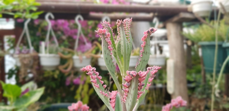 5 mini plantlets from amazing and colourful Kalanchoe 'Pink Butterflies' zdjęcie 5