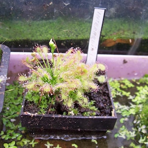 Drosera intermedia water sundew carnivorous plant 20 fresh seeds image 6