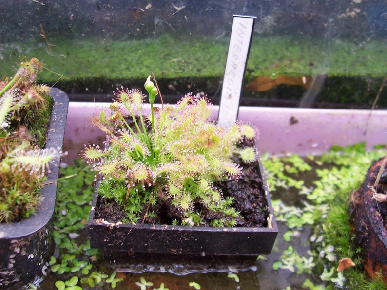 Drosera intermedia water sundew carnivorous plant 20 fresh seeds image 6