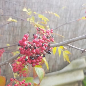Hardy Zanthoxylum piperitum Japanese pepper 20 fresh seeds
