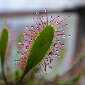Drosera anglica, une plante carnivore à racines nues adultes