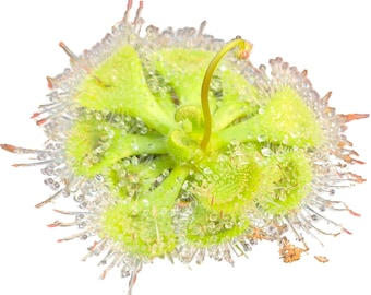 Könnte beinhalten: Eine leuchtend hellgrüne Sonnentau-Pflanze mit einer kreisförmigen Blattrosette, die mit feinen, haarartigen Tentakeln bedeckt ist. Jeder Tentakel ist mit einem klaren, glitzernden Tropfen Schleim versehen, was ein tauartiges Aussehen erzeugt.