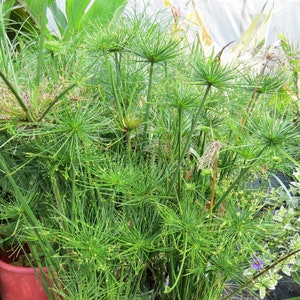 Dwarf papirus Cyperus haspan two rootless cuttings image 4