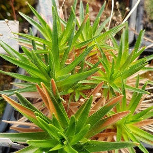 Eriocaulon aqaticum one bareroot specimen