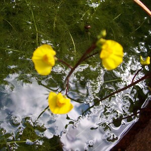 Utricularia australis aquatic bladderwort 2 winter turions hardy carnivorous plant image 2