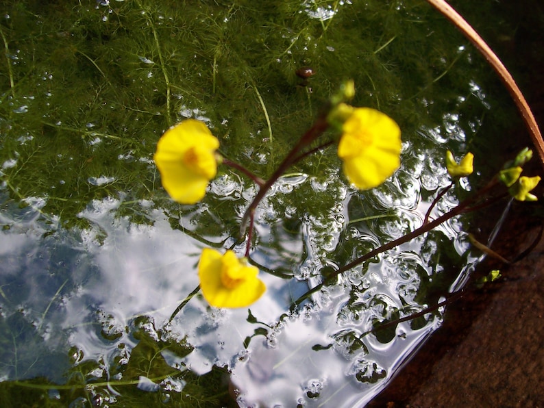 Utricularia australis aquatic bladderwort 2 winter turions hardy carnivorous plant image 2