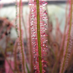 Puede incluir: Primer plano de una planta carnívora con tallos largos y delgados. Los tallos son de un verde vibrante, adornados con diminutas gotas de agua brillantes. Delicados zarcillos rosados se extienden desde los tallos, creando un contraste visual.