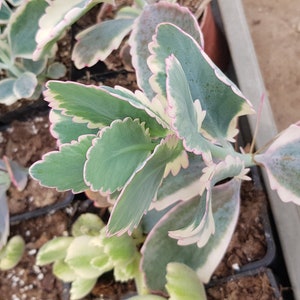 Kalanchoe fedtschenkoi &#39;Variegata&#39; eine Topfpflanze