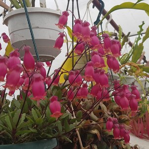 Kalanchoe blossfeldiana &#39;Pearl Bell&#39; ein wurzelloser Steckling